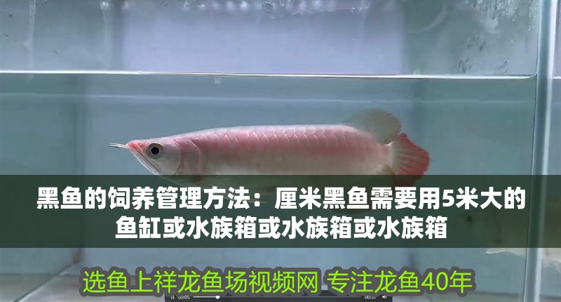 黑魚的飼養管理方法：厘米黑魚需要用5米大的魚缸或水族箱或水族箱或水族箱