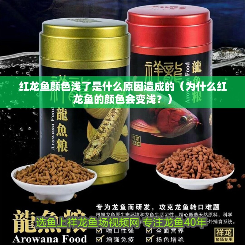 紅龍魚顏色淺了是什么原因造成的（為什么紅龍魚的顏色會變淺？）