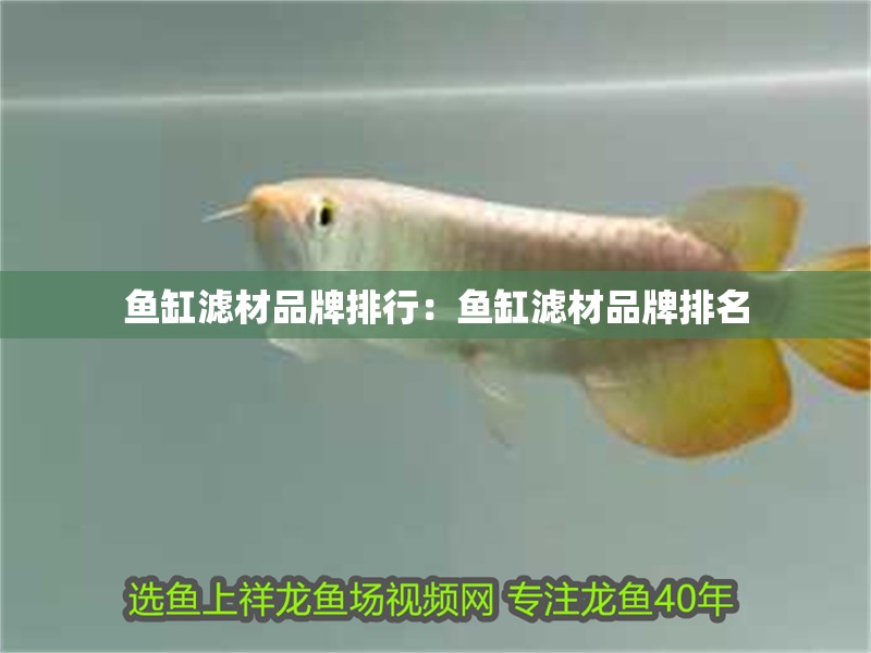 魚缸濾材品牌排行：魚缸濾材品牌排名