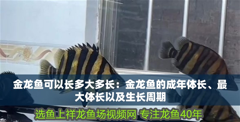 金龍魚可以長多大多長：金龍魚的成年體長、最大體長以及生長周期