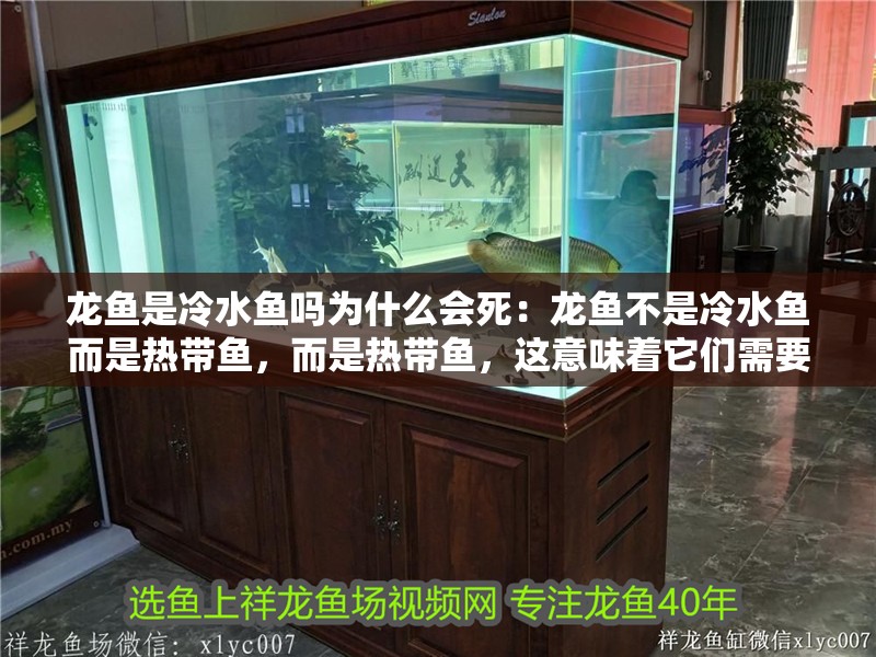 龍魚是冷水魚嗎為什么會死：龍魚不是冷水魚而是熱帶魚，而是熱帶魚，這意味著它們需要較高的水溫范圍