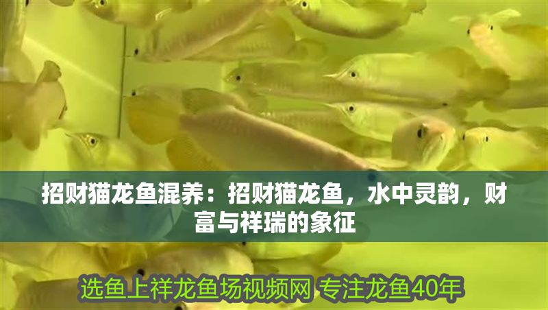 招財貓龍魚混養：招財貓龍魚，水中靈韻，財富與祥瑞的象征 招財貓龍魚混養：招財貓龍魚，水中靈韻，財富與祥瑞的象征 龍魚百科 第1張