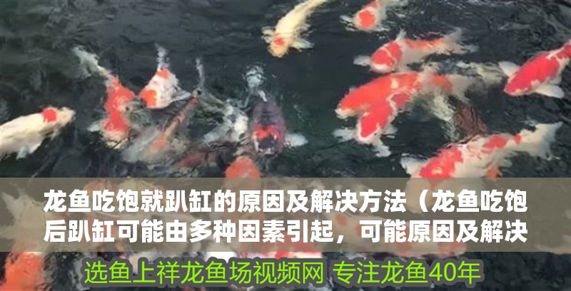 龍魚吃飽就趴缸的原因及解決方法（龍魚吃飽后趴缸可能由多種因素引起，可能原因及解決方法）
