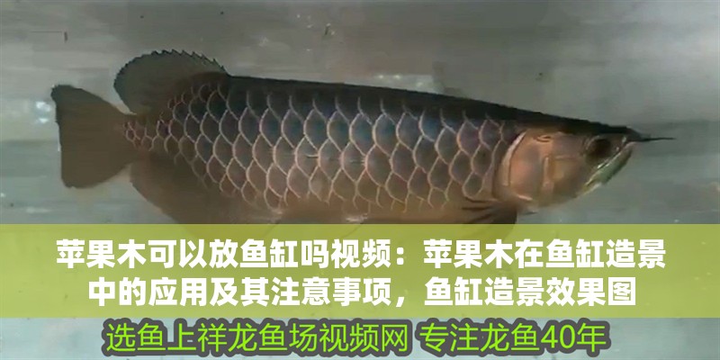 蘋果木可以放魚缸嗎視頻：蘋果木在魚缸造景中的應用及其注意事項，魚缸造景效果圖 蘋果木可以放魚缸嗎視頻：蘋果木在魚缸造景中的應用及其注意事項，魚缸造景效果圖 魚缸百科