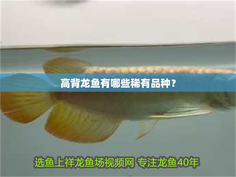 高背龍魚有哪些稀有品種？