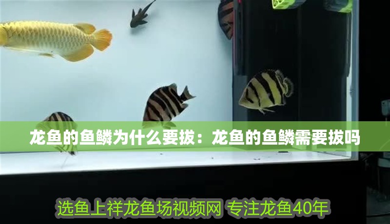 龍魚的魚鱗為什么要拔：龍魚的魚鱗需要拔嗎