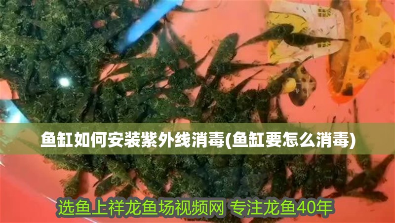 魚缸用增氧泵價格是多少:魚缸增氧機-xtrac增氧機-xtrac增氧機 魚缸如何安裝紫外線消毒(魚缸要怎么消毒) 魚缸百科 魚缸如何安裝紫外線消毒(魚缸要怎么消毒) 魚缸如何安裝紫外線消毒(魚缸要怎么消毒) 魚缸百科