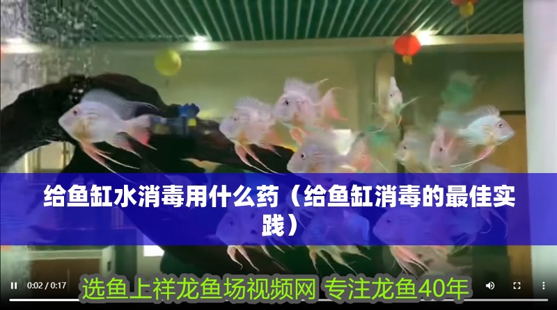 給魚缸水消毒用什么藥（給魚缸消毒的最佳實(shí)踐）