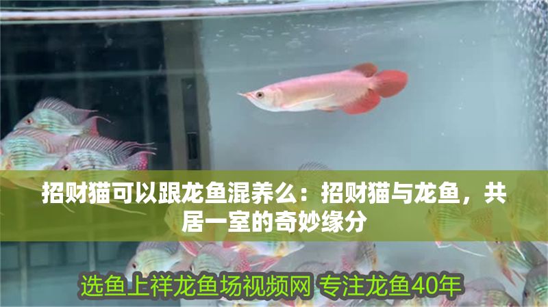 招財(cái)貓可以跟龍魚混養(yǎng)么：招財(cái)貓與龍魚，共居一室的奇妙緣分