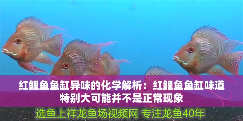 紅鯉魚魚缸異味的化學解析：紅鯉魚魚缸味道特別大可能并不是正常現象