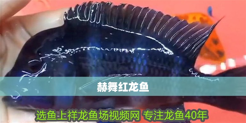赫舞紅龍魚