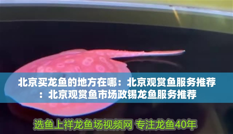 北京買龍魚的地方在哪：北京觀賞魚服務推薦：北京觀賞魚市場政錫龍魚服務推薦