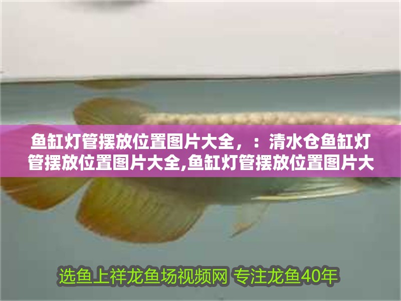 魚缸燈管擺放位置圖片大全，：清水倉魚缸燈管擺放位置圖片大全,魚缸燈管擺放位置圖片大全