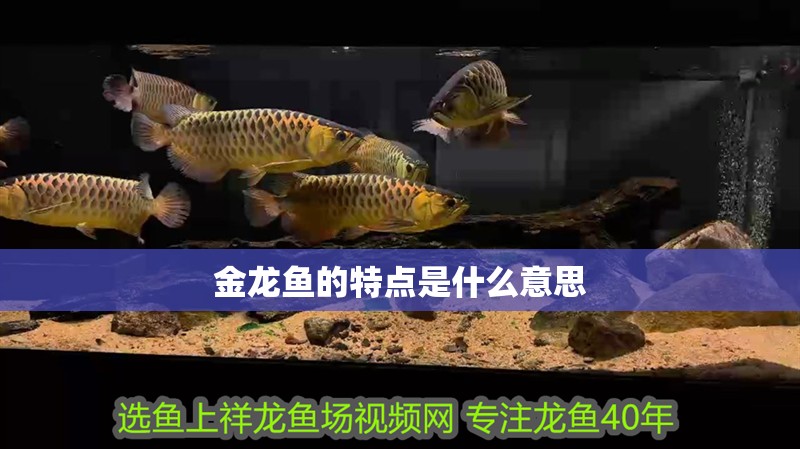 金龍魚的特點是什么意思