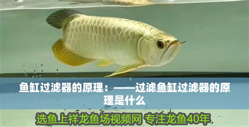 魚缸過濾器的原理：——過濾魚缸過濾器的原理是什么