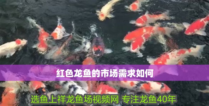紅色龍魚的市場需求如何