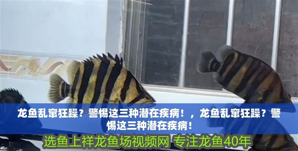 龍魚亂竄狂躁？警惕這三種潛在疾病！，龍魚亂竄狂躁？警惕這三種潛在疾病！