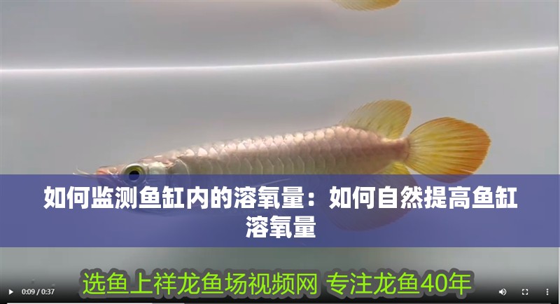 如何監測魚缸內的溶氧量：如何自然提高魚缸溶氧量 如何監測魚缸內的溶氧量：如何自然提高魚缸溶氧量 魚缸百科