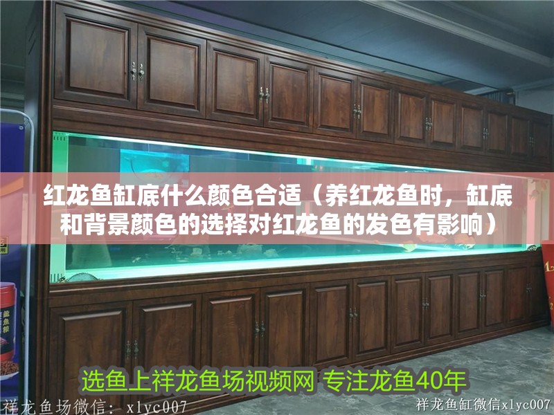 紅龍魚缸底什么顏色合適（養(yǎng)紅龍魚時(shí)，缸底和背景顏色的選擇對(duì)紅龍魚的發(fā)色有影響）