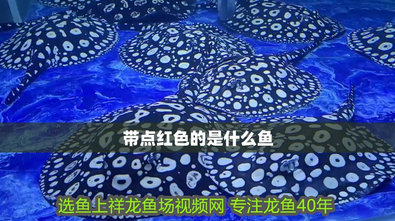 帶點紅色的是什么魚 帶點紅色的是什么魚 龍魚論壇