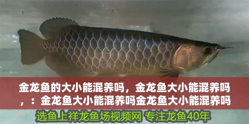 金龍魚的大小能混養嗎，金龍魚大小能混養嗎，：金龍魚大小能混養嗎金龍魚大小能混養嗎