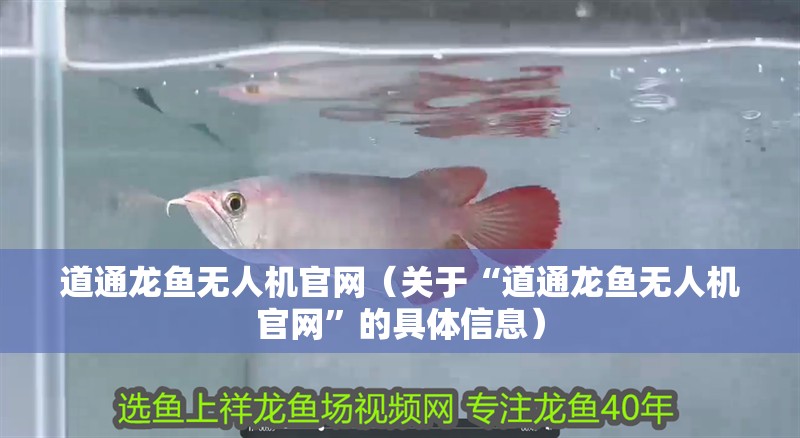 道通龍魚無人機官網（關于“道通龍魚無人機官網”的具體信息）