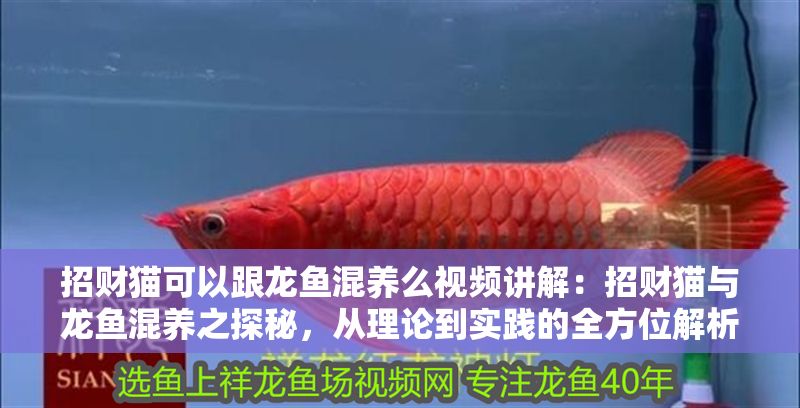 招財(cái)貓可以跟龍魚混養(yǎng)么視頻講解：招財(cái)貓與龍魚混養(yǎng)之探秘，從理論到實(shí)踐的全方位解析