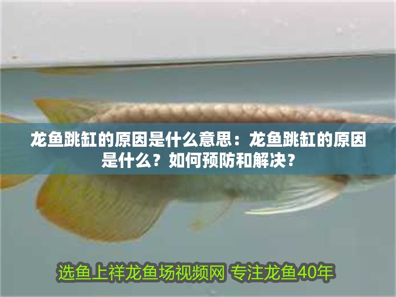 龍魚跳缸的原因是什么意思：龍魚跳缸的原因是什么？如何預防和解決？