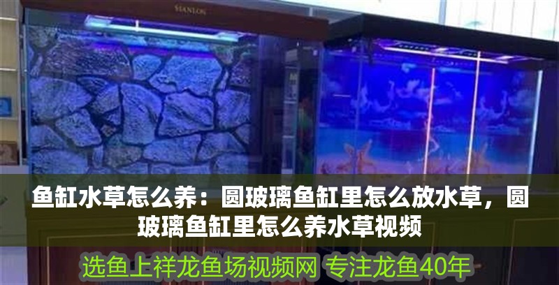 魚缸水草怎么養(yǎng)：圓玻璃魚缸里怎么放水草，圓玻璃魚缸里怎么養(yǎng)水草視頻 魚缸水草怎么養(yǎng)：圓玻璃魚缸里怎么放水草，圓玻璃魚缸里怎么養(yǎng)水草視頻 魚缸百科