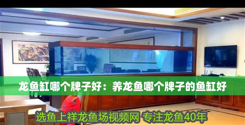 龍魚缸哪個(gè)牌子好：養(yǎng)龍魚哪個(gè)牌子的魚缸好