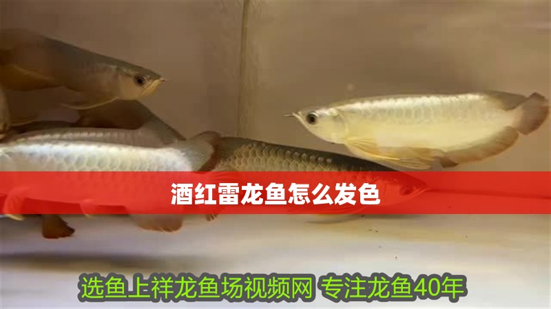 魚(yú)缸過(guò)濾器選購(gòu)指南:自制魚(yú)缸過(guò)濾器魚(yú)缸上置過(guò)濾器對(duì)于養(yǎng)魚(yú)愛(ài)好者的必備知識(shí) 酒紅雷龍魚(yú)怎么發(fā)色 龍魚(yú)百科 酒紅雷龍魚(yú)怎么發(fā)色 酒紅雷龍魚(yú)怎么發(fā)色 龍魚(yú)百科