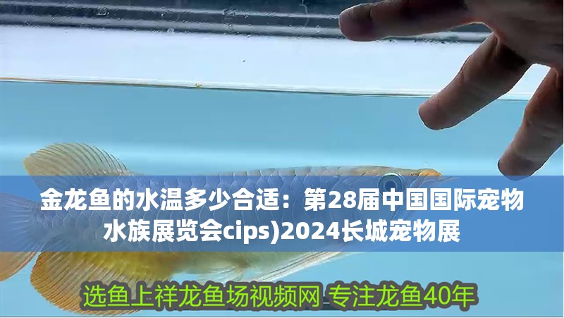 金龍魚的水溫多少合適：第28屆中國國際寵物水族展覽會(huì)cips)2024長城寵物展