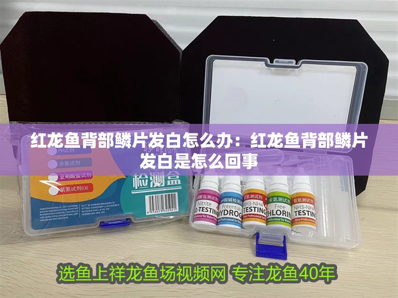 紅龍魚背部鱗片發白怎么辦：紅龍魚背部鱗片發白是怎么回事