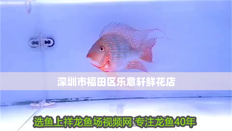 深圳市福田區樂意軒鮮花店