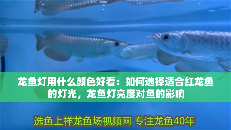 龍魚燈用什么顏色好看：如何選擇適合紅龍魚的燈光，龍魚燈亮度對(duì)魚的影響