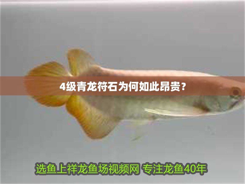 4級青龍符石為何如此昂貴？