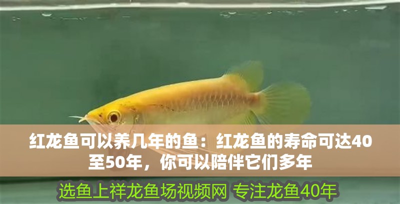 紅龍魚可以養幾年的魚：紅龍魚的壽命可達40至50年，你可以陪伴它們多年