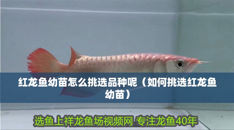 紅龍魚幼苗怎么挑選品種呢（如何挑選紅龍魚幼苗）