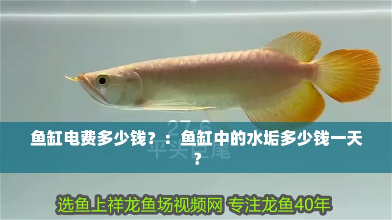 新到家的小虎魚 魚缸電費多少錢?:魚缸中的水垢多少錢一天? 魚缸百科 魚缸電費多少錢?:魚缸中的水垢多少錢一天? 魚缸電費多少錢?:魚缸中的水垢多少錢一天? 魚缸百科