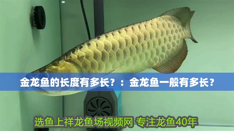 金龍魚(yú)的長(zhǎng)度有多長(zhǎng)？：金龍魚(yú)一般有多長(zhǎng)？