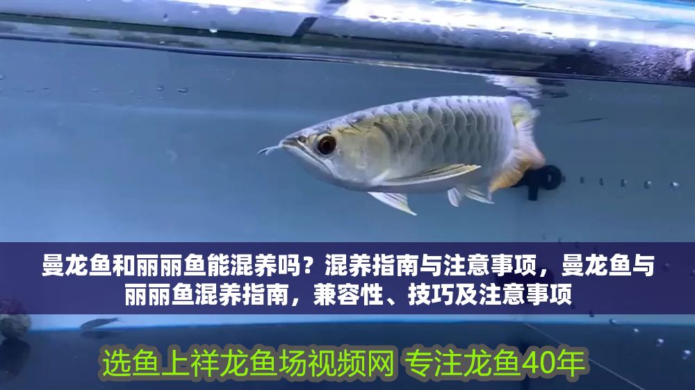 曼龍魚和麗麗魚能混養嗎？混養指南與注意事項，曼龍魚與麗麗魚混養指南，兼容性、技巧及注意事項