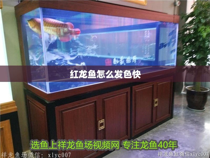 紅龍魚怎么發色快
