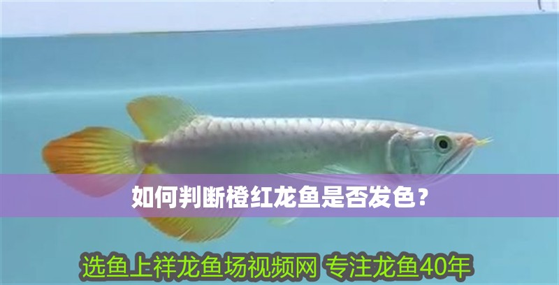如何判斷橙紅龍魚是否發色？ 如何判斷橙紅龍魚是否發色？ 龍魚百科