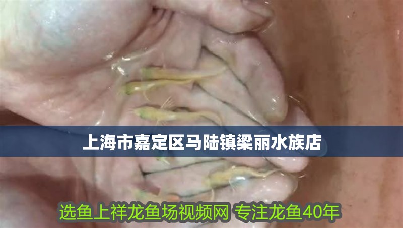 上海市嘉定區馬陸鎮梁麗水族店