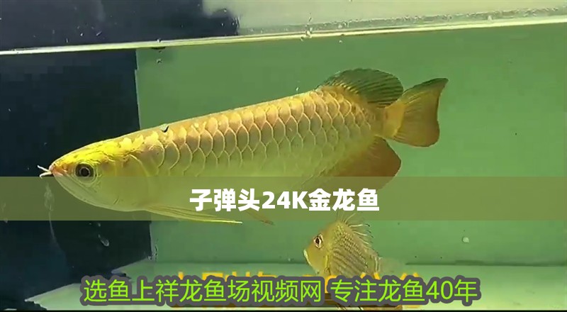子彈頭24K金龍魚