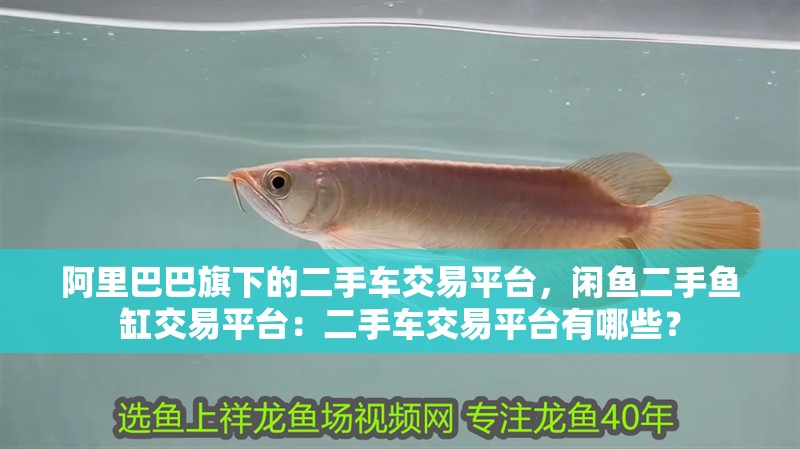 <strong><mark>阿里</mark></strong>巴巴旗下的二手車交易平臺，閑魚二手魚缸交易平臺：二手車交易平臺有哪些？