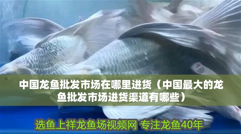 中國龍魚批發市場在哪里進貨（中國最大的龍魚批發市場進貨渠道有哪些）