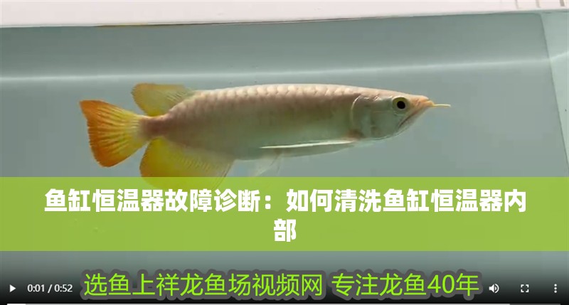 魚(yú)缸恒溫器故障診斷：如何清洗魚(yú)缸恒溫器內(nèi)部