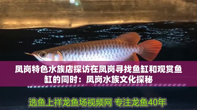 什么魚能和龍魚、虎魚混養(龍魚能和虎魚混養嗎) 鳳崗特色水族店探訪在鳳崗尋找魚缸和觀賞魚缸的同時:鳳崗水族文化探秘 魚缸百科 鳳崗特色水族店探訪在鳳崗尋找魚缸和觀賞魚缸的同時:鳳崗水族文化探秘 鳳崗特色水族店探訪在鳳崗尋找魚缸和觀賞魚缸的同時:鳳崗水族文化探秘 魚缸百科