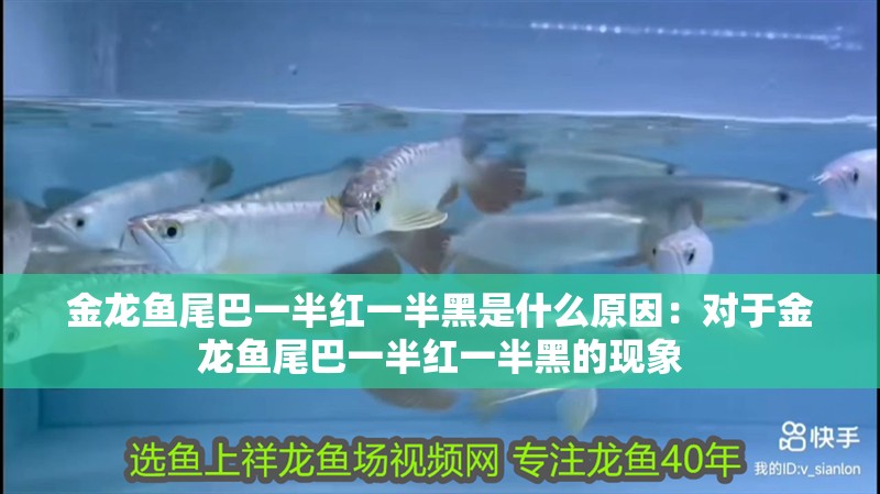 金龍魚尾巴一半紅一半黑是什么原因：對于金龍魚尾巴一半紅一半黑的現象